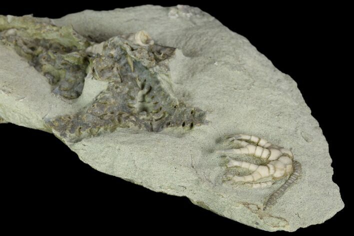 Crinoid (Cyathocrinites) and Bryozoan Fossil - Crawfordsville #122969
